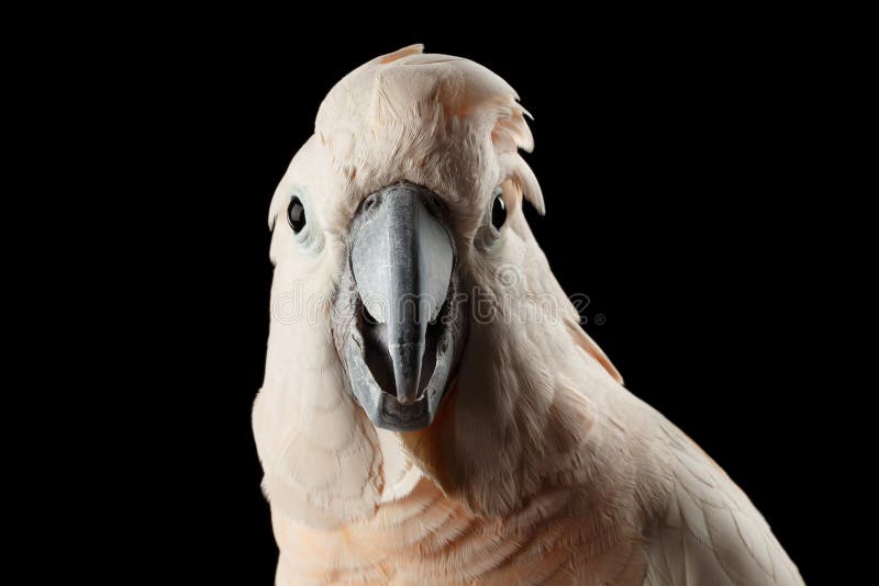 Cacatua molucana engraçada do close up, papagaio salmão-com crista olhares surpreendidos, preto isolado foto de stock royalty free Cacatua molucana engraçada do close up, papagaio salmão-com crista olhares surpreendidos, preto isolado foto de stock royalty free