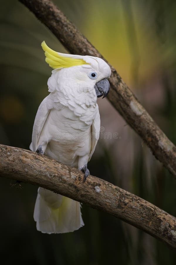 Cacatúa de Eleonora - galerita Eleonora del Cacatua. Cacatúa de Eleonora - galerita Eleonora, loro blanco hermoso del Cacatua de las islas de Aru, Indonesia