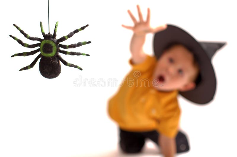Caccia del ragno