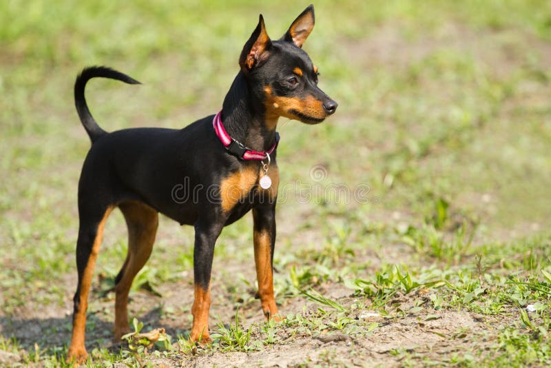 Cacciatore Di Ratti Di Praga (krysarik Di Prazsky) Immagine Stock