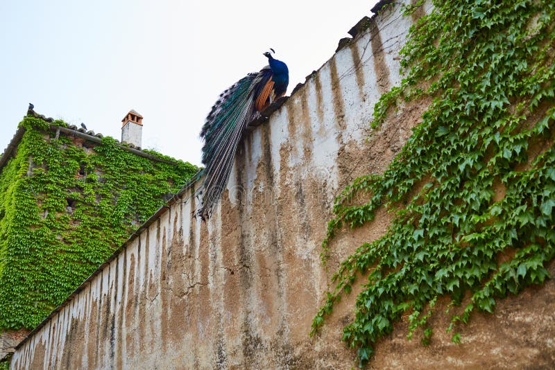 Caceres Peacock in old city wall at Extremadura stock photo Caceres Peacock in old city wall at Extremadura stock photo
