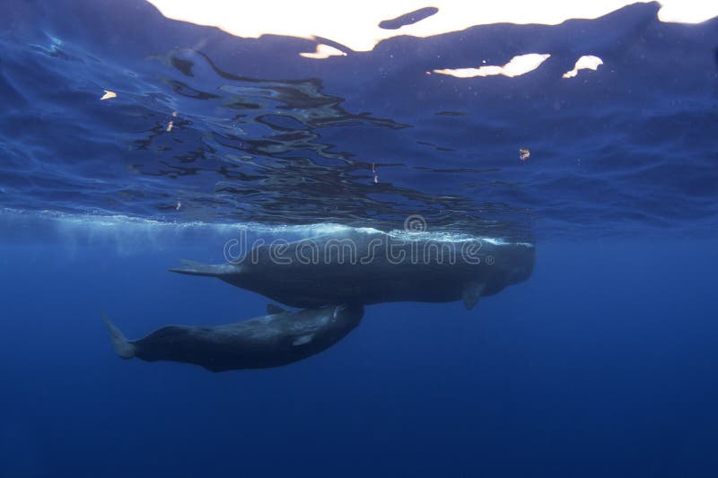 Cachalot de la baleine noire physeter macrocephalus images stock
