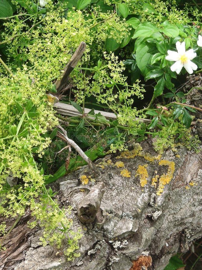 Cacher le lézard vert photo stock