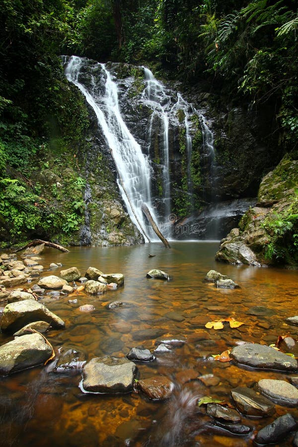 Cachoeira de fluxo na floresta húmida
