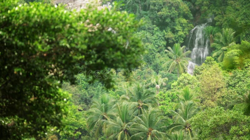 A cachoeira tropical corre através da floresta úmida densa