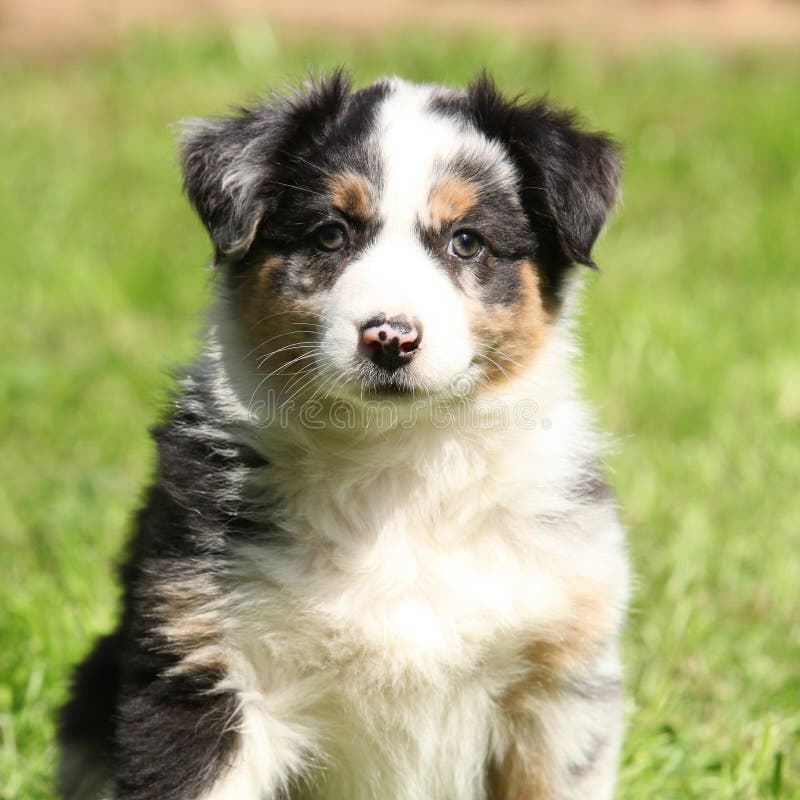 Cão Pastor Inglês Segura Bola Foto de Stock - Imagem de exterior, orelhas:  177133350