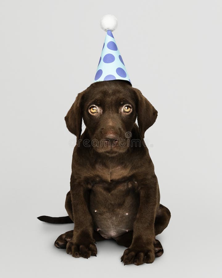 Cachorrinho adorável de labrador retriever que veste um chapéu do partido imagem de stock royalty free Cachorrinho adorável de labrador retriever que veste um chapéu do partido imagem de stock royalty free