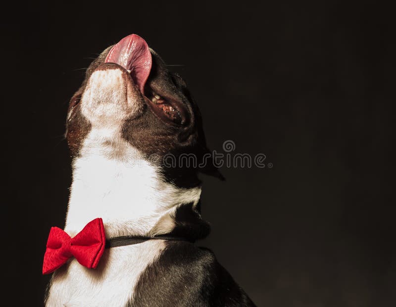 Cachorrinho adorável do buldogue francês que lambe seu nariz imagens de stock Cachorrinho adorável do buldogue francês que lambe seu nariz imagens de stock