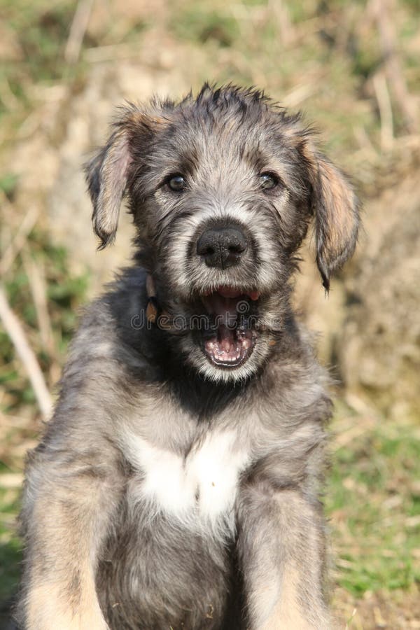 Nice Irish Wolfhound puppy lying in nature. Nice Irish Wolfhound puppy lying in nature