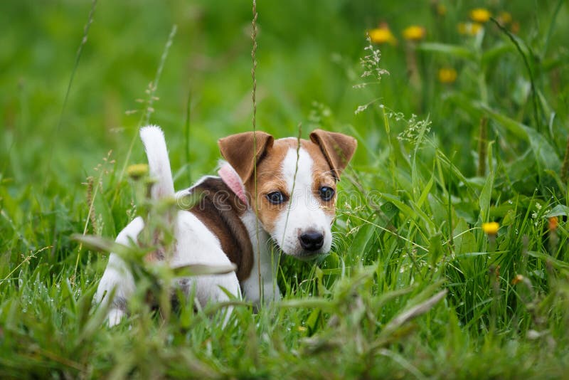 Cachorrinho alegre Jack Russell Terrier fotografia de stock royalty free Cachorrinho alegre Jack Russell Terrier fotografia de stock royalty free