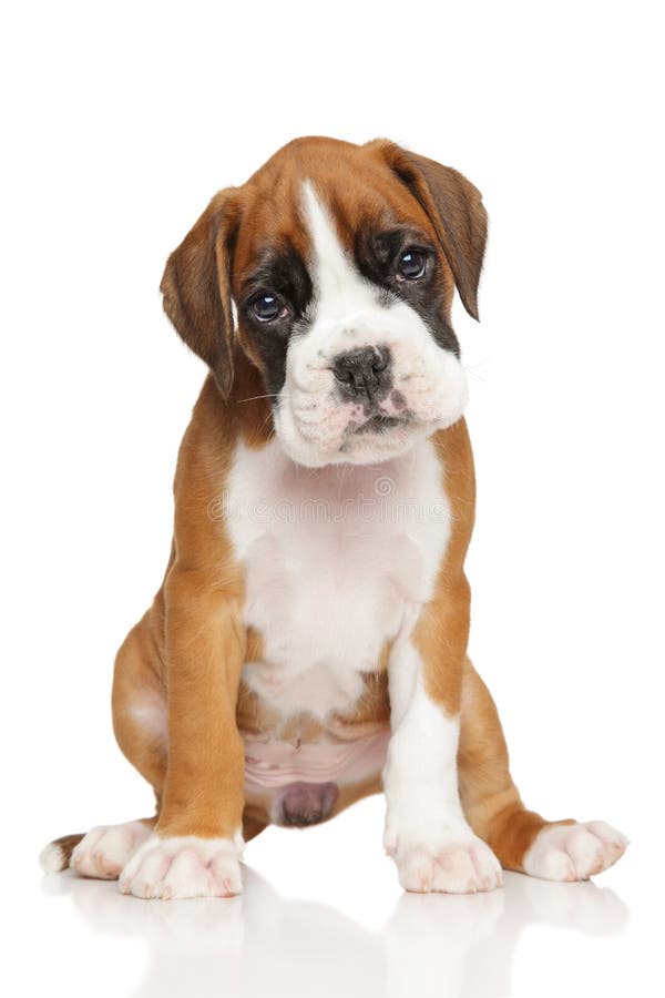 Filhote de Boxer alemão sobre fundo branco fotografia de stock