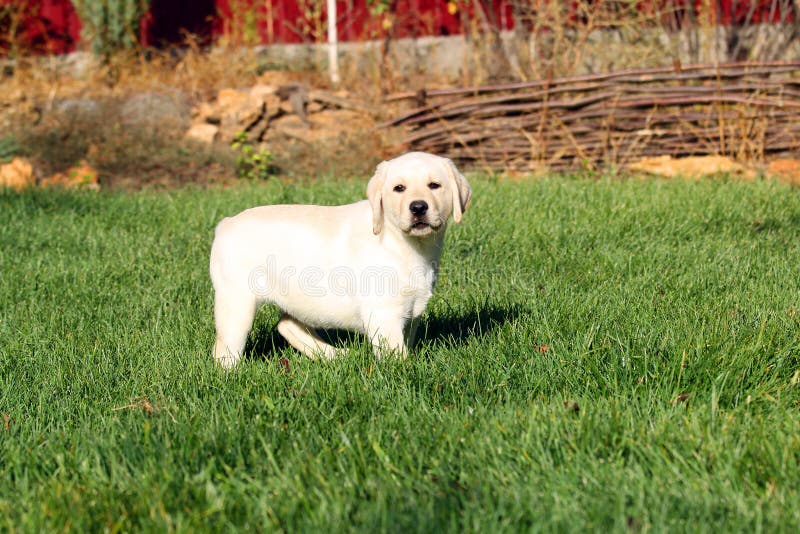 Cachorrinho amarelo bonito pequeno agradável de Labrador no verão imagens de stock royalty free Cachorrinho amarelo bonito pequeno agradável de Labrador no verão imagens de stock royalty free