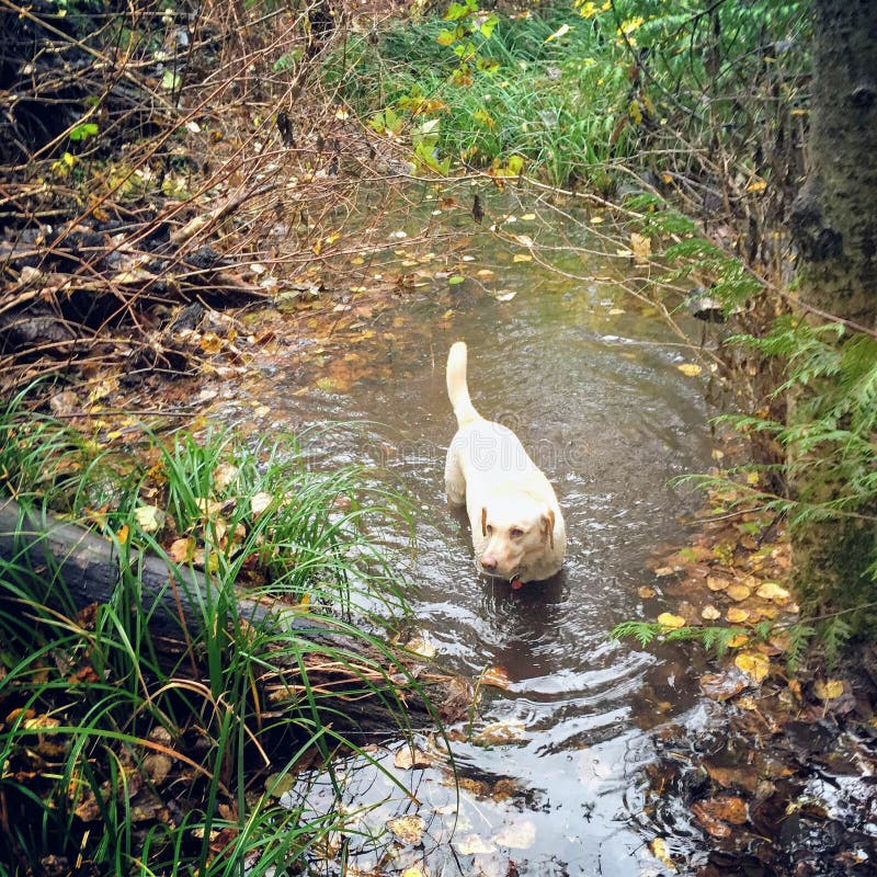 Cachorrinho amarelo do laboratório que joga na lagoa fresca da água da chuva nas florestas imagem de stock Cachorrinho amarelo do laboratório que joga na lagoa fresca da água da chuva nas florestas imagem de stock