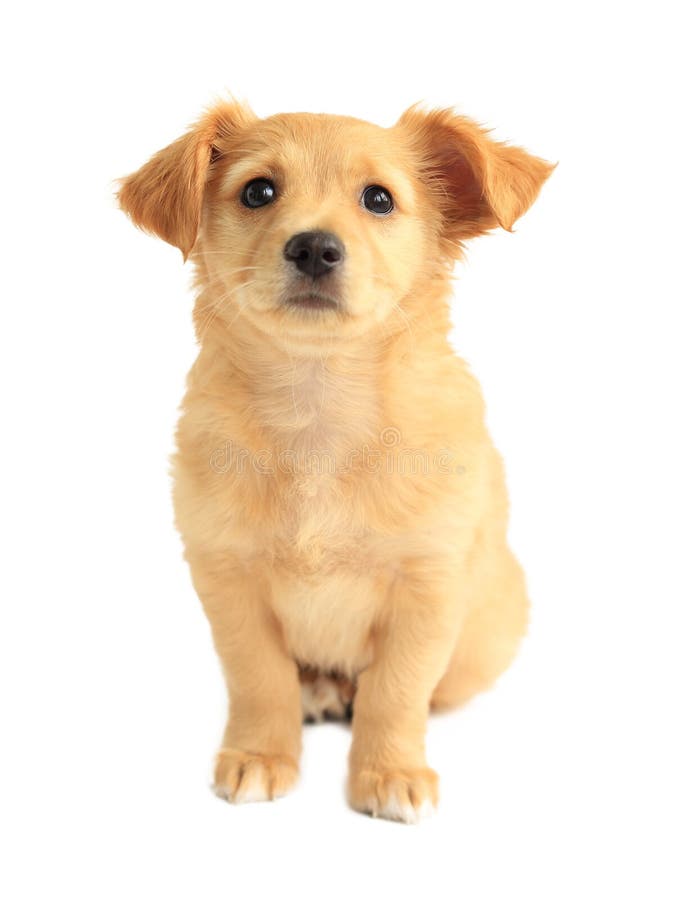 Cachorrinho bonito da misturado-raça do golden retriever fotografia de stock