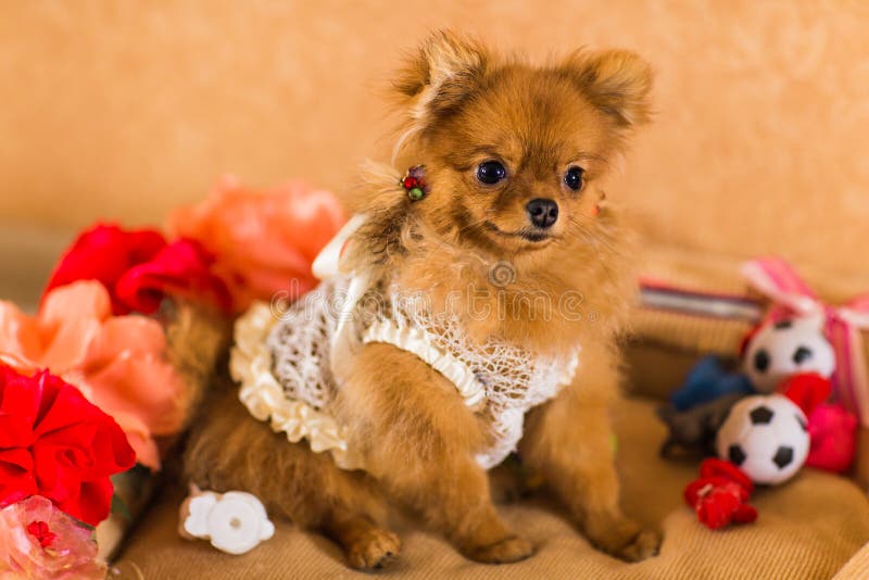 Cachorrinho bonito e engraçado Pomeranian que sorri no fundo alaranjado imagem de stock royalty free Cachorrinho bonito e engraçado Pomeranian que sorri no fundo alaranjado imagem de stock royalty free