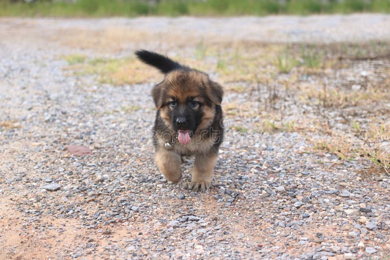 Cachorrinho bonito feliz do pastor alemão do foco macio que joga na casa exterior imagens de stock Cachorrinho bonito feliz do pastor alemão do foco macio que joga na casa exterior imagens de stock