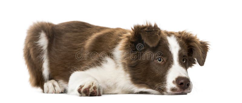 Cachorrinho border collie que encontra-se, 15 semanas velho imagem de stock royalty free Cachorrinho border collie que encontra-se, 15 semanas velho imagem de stock royalty free