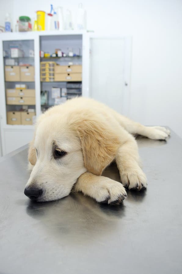 Cachorrinho branco do golden retriever imagem de stock royalty free Cachorrinho branco do golden retriever imagem de stock royalty free