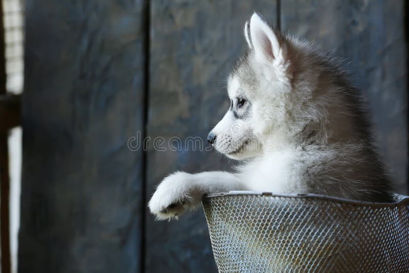 Cachorrinho branco do Malamute que senta-se em uma cesta foto de stock Cachorrinho branco do Malamute que senta-se em uma cesta foto de stock