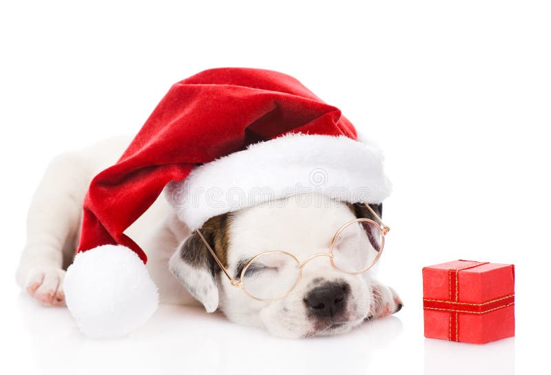 Cachorrinho com caixa de presente e o chapéu vermelhos de Santa Isolado no backgro branco imagem de stock Cachorrinho com caixa de presente e o chapéu vermelhos de Santa Isolado no backgro branco imagem de stock
