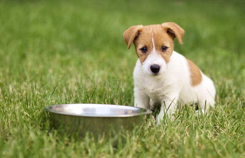 Cachorrinho com fome do cão que espera seu alimento imagem de stock Cachorrinho com fome do cão que espera seu alimento imagem de stock