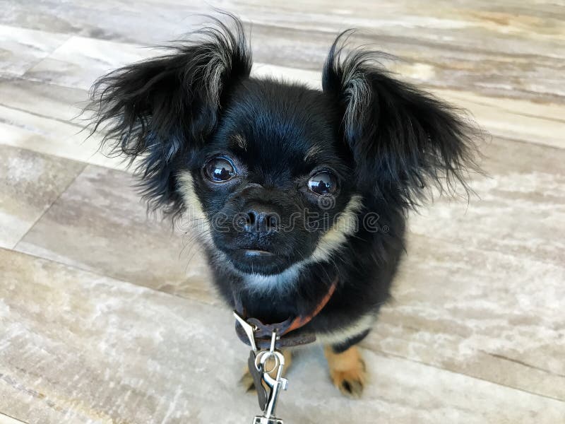 Eight week old puppy that is a mix of Chihuahua and Pekingese. Puppy is black, white, and brown and has big fluffy ears and a sweet little face. Dog is wearing a collar and leash and is standing on a wood floor. Direct eye contact with the photographer. Pup weighs only four pounds. Eight week old puppy that is a mix of Chihuahua and Pekingese. Puppy is black, white, and brown and has big fluffy ears and a sweet little face. Dog is wearing a collar and leash and is standing on a wood floor. Direct eye contact with the photographer. Pup weighs only four pounds.