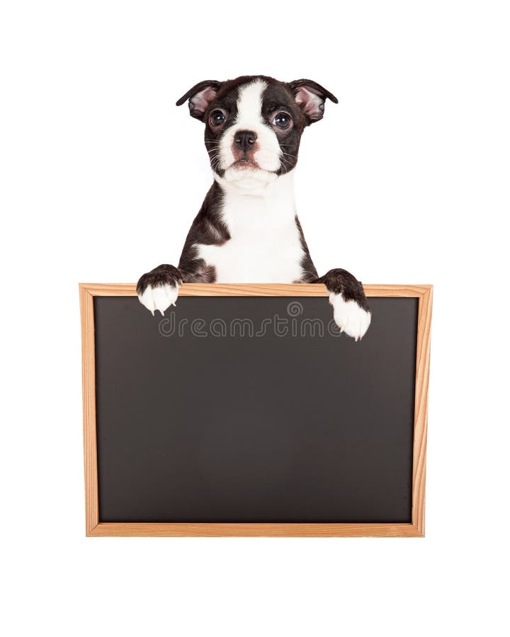 A Terra Arrendada Do Cão De Terrier Adota-me Sinal Foto de Stock - Imagem  de corte, perdido: 119997914