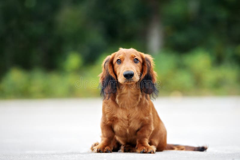 Cachorrinho de cabelos compridos do bassê que levanta fora fotografia de stock