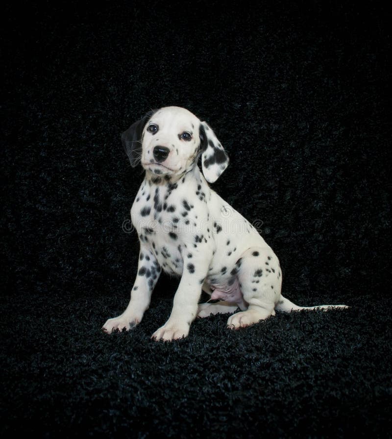 Cachorrinho de Dalmation foto de stock royalty free Cachorrinho de Dalmation foto de stock royalty free