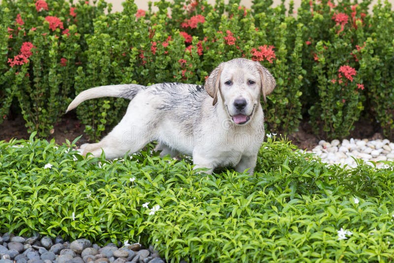 Happy mud splattered Yellow Labrador Retriever. Happy mud splattered Yellow Labrador Retriever