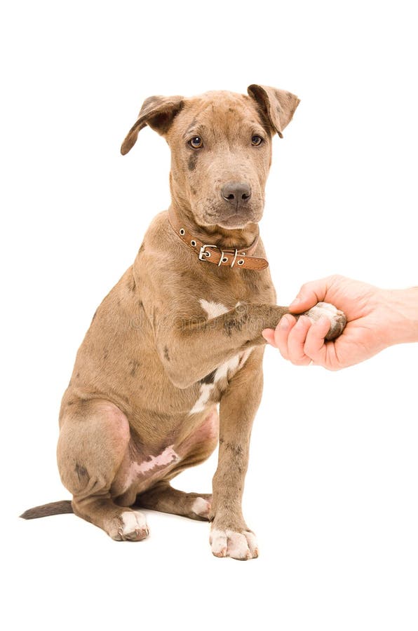 Portrait of a pitbull puppy with paw in the hand men. Portrait of a pitbull puppy with paw in the hand men