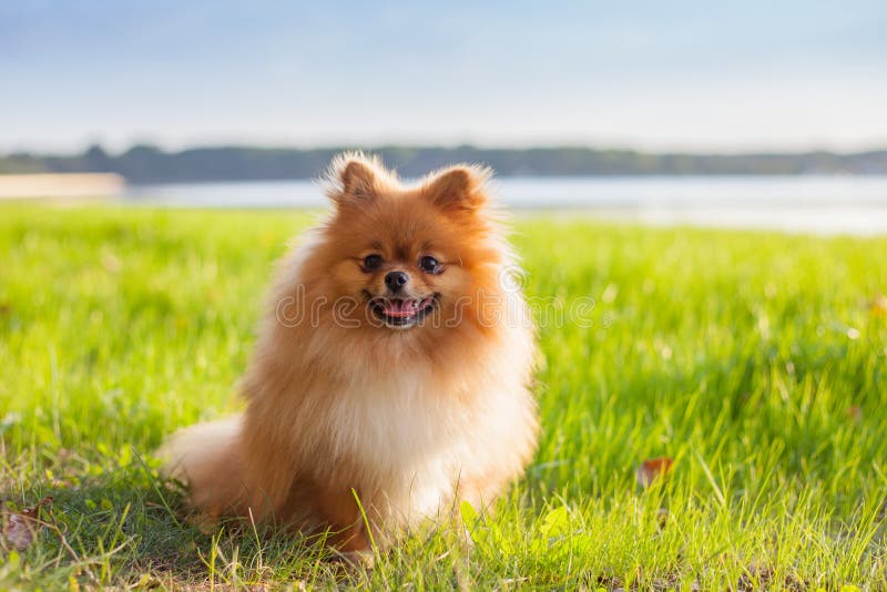 Cachorrinho de Pomeranian na grama fotografia de stock Cachorrinho de Pomeranian na grama fotografia de stock
