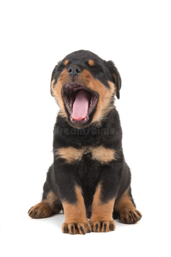 Cachorrinho de Rottweiler que boceja imagem de stock Cachorrinho de Rottweiler que boceja imagem de stock