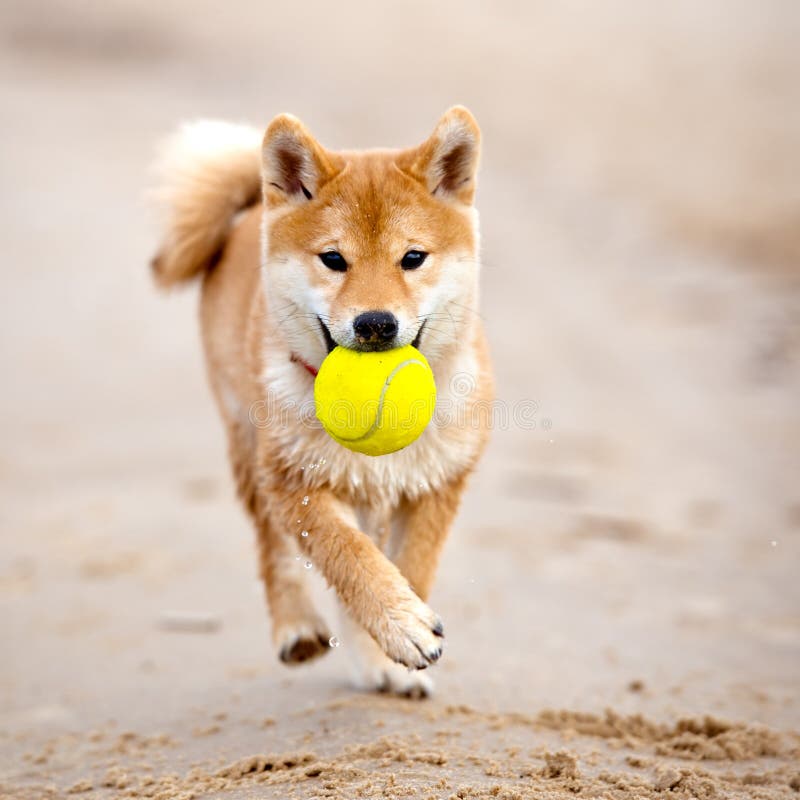Cachorrinho de Shiba-inu que joga em uma praia imagens de stock royalty free Cachorrinho de Shiba-inu que joga em uma praia imagens de stock royalty free
