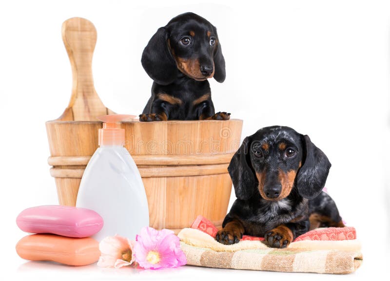 Cachorrinho do bassê na bacia de lavagem de madeira imagens de stock Cachorrinho do bassê na bacia de lavagem de madeira imagens de stock