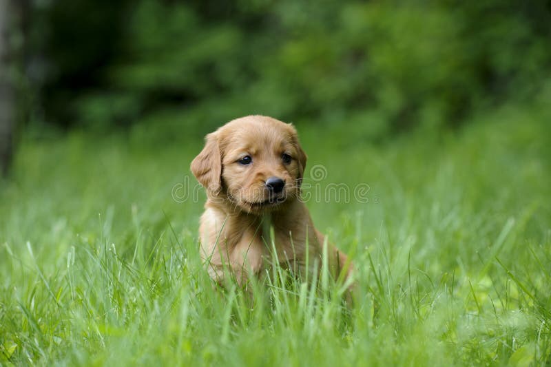 Cachorrinho do golden retriever, imagem de stock royalty free Cachorrinho do golden retriever, imagem de stock royalty free