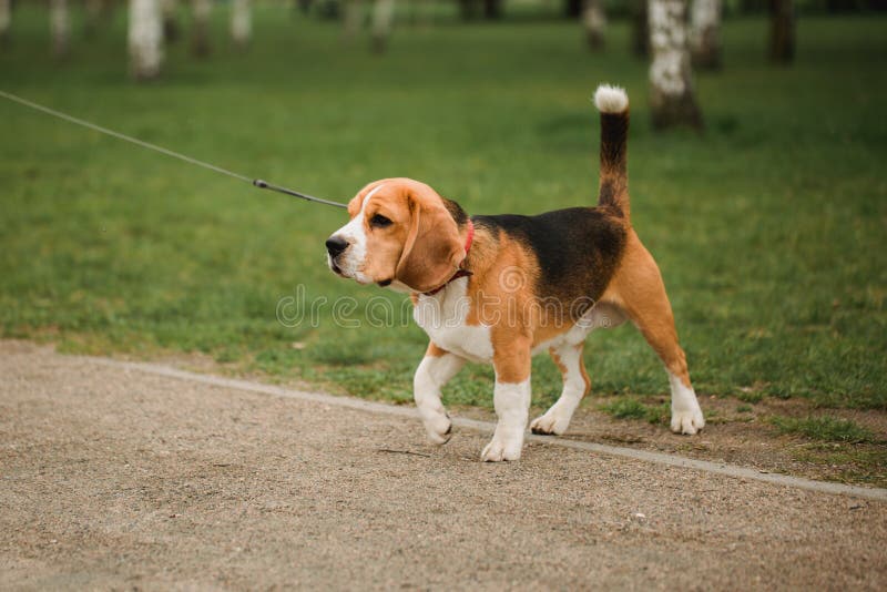Cachorrinho do lebreiro do cão que joga no parque Animal de estimação obediente em uma trela foto de stock royalty free Cachorrinho do lebreiro do cão que joga no parque Animal de estimação obediente em uma trela foto de stock royalty free