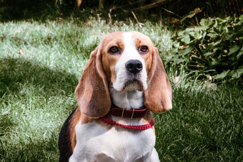 Cachorrinho do lebreiro que encontra-se na madeira imagens de stock Cachorrinho do lebreiro que encontra-se na madeira imagens de stock