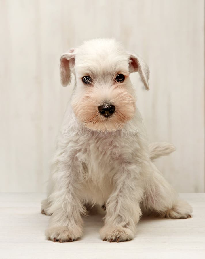 Cão Pastor Inglês Segura Bola Foto de Stock - Imagem de exterior, orelhas:  177133350