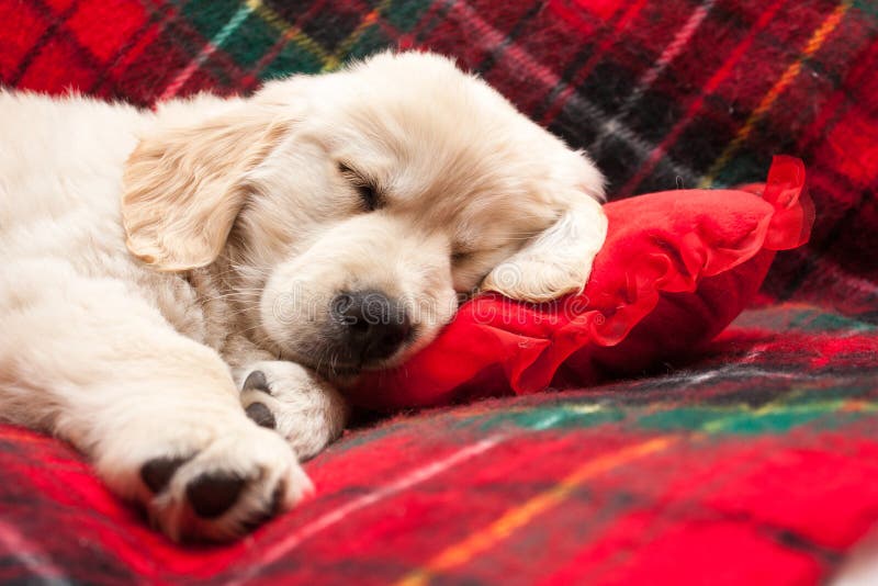 Adorable 10 week old golden retriever puppy asleep on a tartan blanket with his head on a heart shaped pillow. Adorable 10 week old golden retriever puppy asleep on a tartan blanket with his head on a heart shaped pillow