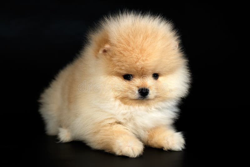 Cachorrinho do Spitz de Pomeranian do alemão de Cutie no fundo preto fotografia de stock Cachorrinho do Spitz de Pomeranian do alemão de Cutie no fundo preto fotografia de stock