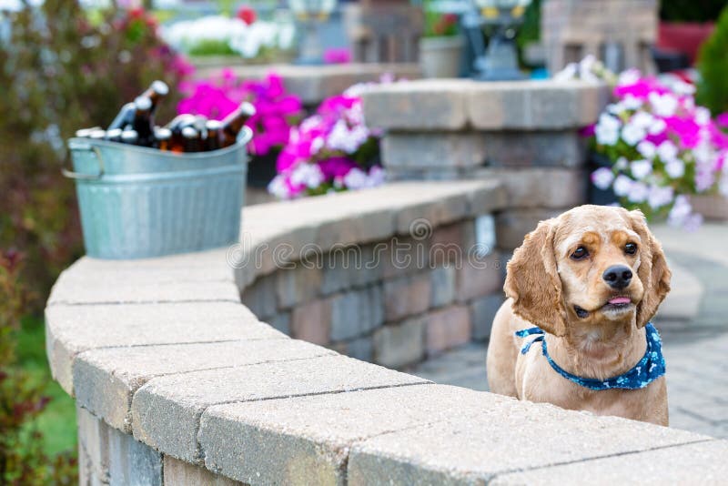 Adorável cachorrinho curioso de cocker spaniel dourado imagens de stock royalty free