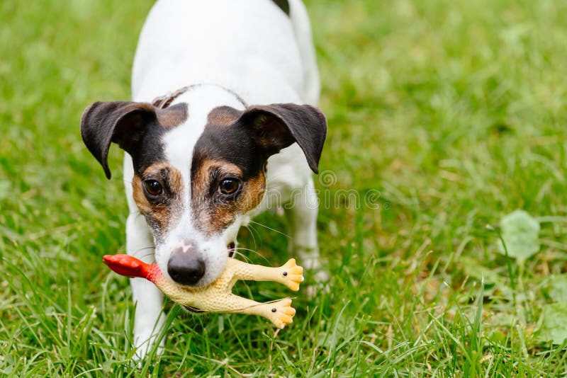 Cachorrinho engraçado de Jack Russell Terrier que joga com o pássaro da borracha do brinquedo imagens de stock royalty free Cachorrinho engraçado de Jack Russell Terrier que joga com o pássaro da borracha do brinquedo imagens de stock royalty free