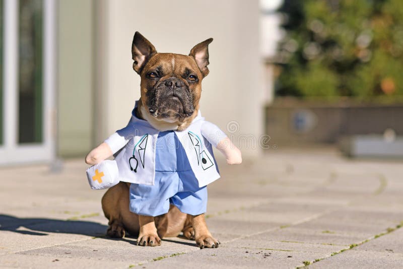 Cachorrinho francês bonitinho vestido com uma fantasia de casaco de laboratório com braços falsos segurando bolsa de médico