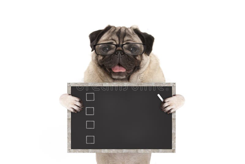 Cachorrinho masculino bonito do cão do pug que sustenta a lista de verificação vazia no quadro-negro com as caixas de verificação foto de stock Cachorrinho masculino bonito do cão do pug que sustenta a lista de verificação vazia no quadro-negro com as caixas de verificação foto de stock