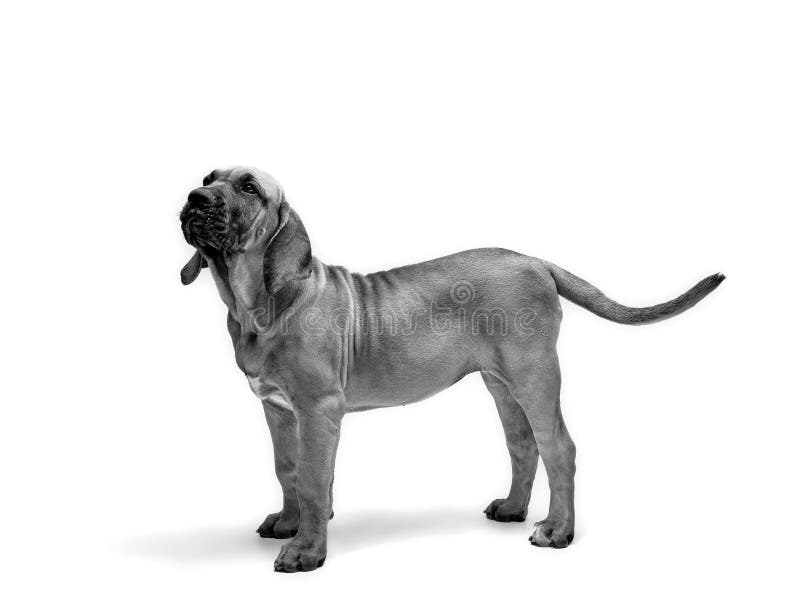 https://thumbs.dreamstime.com/b/cachorrinho-mastiff-brasileiro-tamb%C3%A9m-conhecido-como-fila-filhote-de-fundo-branco-278677354.jpg