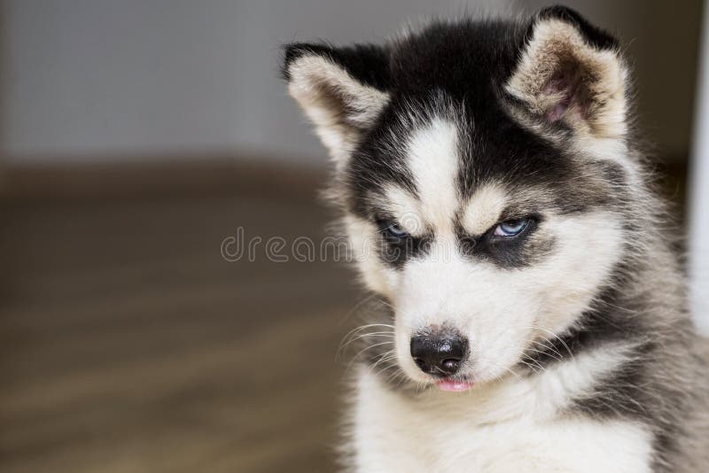 Cachorrinho pequeno bonito do cão de puxar trenós siberian Cabeça de olhos azuis do cachorrinho do cão de puxar trenós siberian imagem de stock royalty free Cachorrinho pequeno bonito do cão de puxar trenós siberian Cabeça de olhos azuis do cachorrinho do cão de puxar trenós siberian imagem de stock royalty free