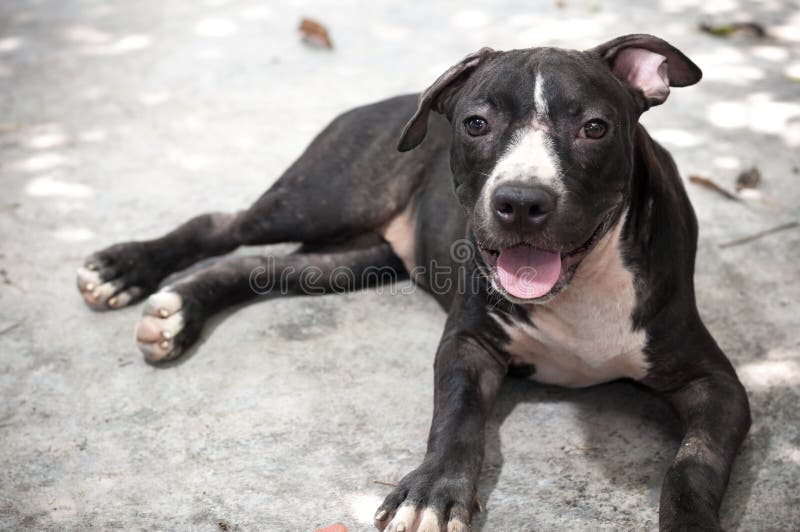 Cachorrinho preto do pitbull que olha o assento engraçado do sorriso no fundo concreto imagem de stock Cachorrinho preto do pitbull que olha o assento engraçado do sorriso no fundo concreto imagem de stock
