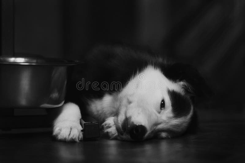 Cachorrinho preto e branco bonito feliz de border collie que luying em seu proprietário fotografia de stock royalty free Cachorrinho preto e branco bonito feliz de border collie que luying em seu proprietário fotografia de stock royalty free