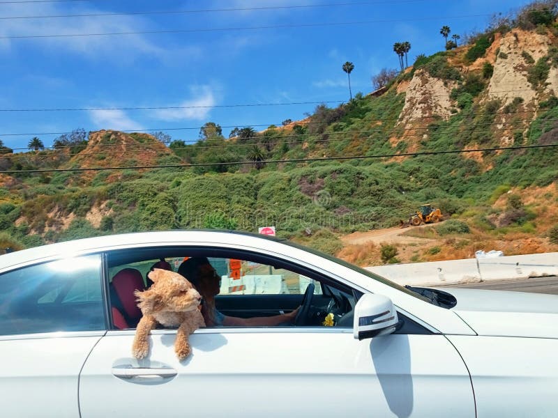 Cachorrinho que cola sua maneira principal para fora no vento em uma estrada da Costa do Pacífico da viagem para baixo em Santa M imagens de stock Cachorrinho que cola sua maneira principal para fora no vento em uma estrada da Costa do Pacífico da viagem para baixo em Santa M imagens de stock